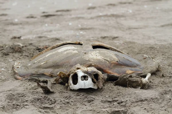 Tortuga Muerta Orilla Del Mar Carcasa Reptil Tortuga Arena —  Fotos de Stock