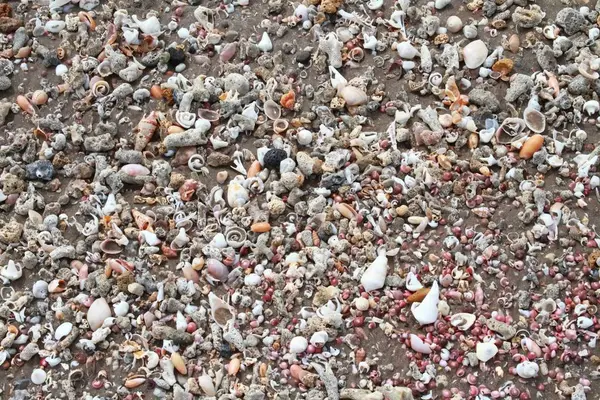 Tropisch Strand Met Schelpen Koraal Stukken Zandstrand Bedekt Door Zee — Stockfoto