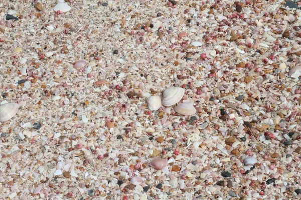 Tropisk Strand Med Snäckskal Och Korallbitar Sandstrand Täckt Snäckskal Och — Stockfoto