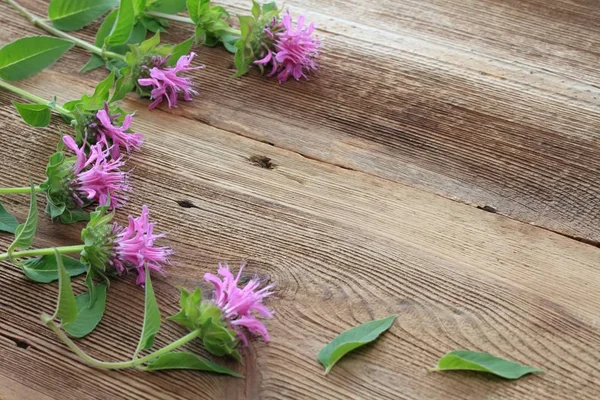 Flower Background Bergamot Background Flowers Monarda Didyma Woodem Board — Stock Photo, Image