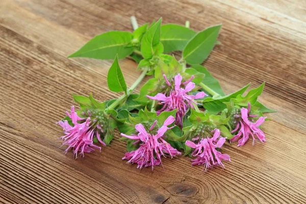 Montón Bergamota Fresca Monarda Didyma Hermosas Flores Bergamota Sobre Fondo — Foto de Stock