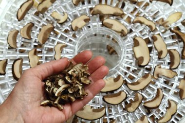 Dried boletus mushrooms. Drying freshly picked and cut mushrooms in the dryer. Focused on dried boletus in the hand. clipart
