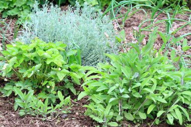Çeşitli otlar ve soğanlı organik permakültür bahçesi. Çiçek açan çilek, adaçayı, soğan, frenk üzümü ve çiçek, organik tarım.