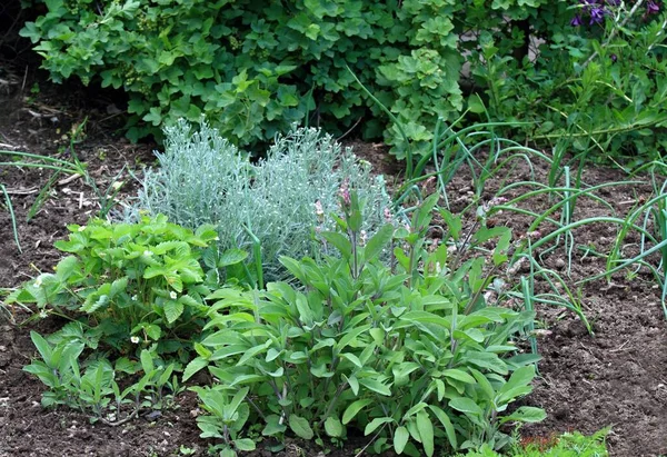 Jardim Permacultura Orgânica Com Várias Ervas Cebola Morango Flor Salva — Fotografia de Stock