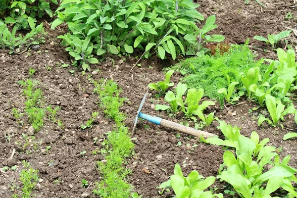 Zorgen Voor Permacultuur Tuin Met Diverse Kruiden Wortel Jonge Wortel — Stockfoto