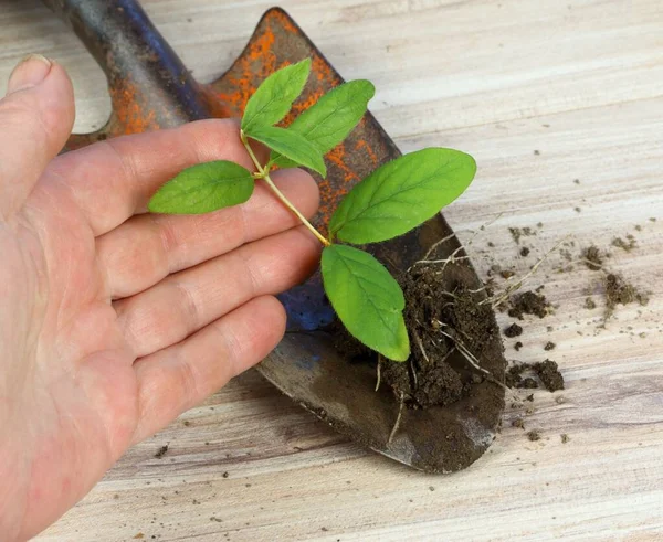 家庭植物中的植物繁殖 从园丁手中的树枝上长出了根的新植物 分店必须是今年的 — 图库照片