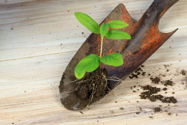 家庭植物中的植物繁殖 新的植物的根必须从今年开始生长 它的根必须从小树枝上的小枝上生长出来 — 图库照片