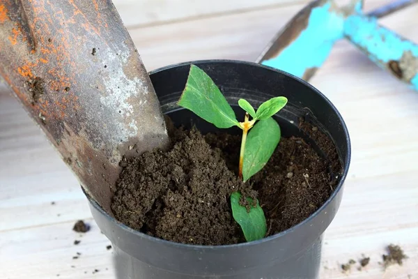 家庭での植物の植物繁殖 新しい鍋に小枝の破片から成長した根を持つ新しい植物 枝は今年からでなければなりません — ストック写真