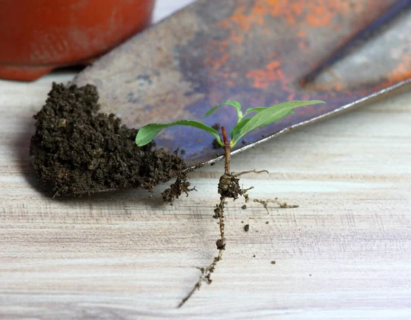 Vegetatieve Voortplanting Planten Thuis Nieuwe Planten Met Wortels Geteeld Uit — Stockfoto