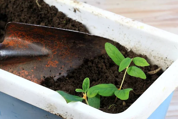 家庭での植物の植物繁殖 箱の中の小枝から成長した根を持つ新しい植物 枝は今年からでなければなりません — ストック写真