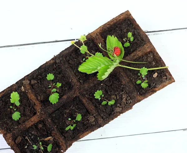 年轻的药用草莓芙蓉芽在壶中 上视图 浆果和根茎是治疗性的 用种子在可生物降解的盆中种植的治疗性草莓小植物 — 图库照片