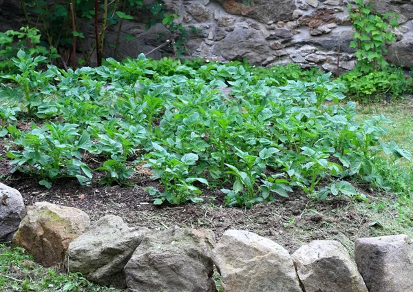 庭で成長している若くて健康的なジャガイモの植物 石で作られたジャガイモのベッドの素朴なエッジ ハイランドの庭 — ストック写真