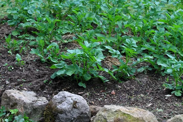 Jonge Gezonde Aardappelplanten Groeien Tuin Rustieke Rand Van Aardappelbed Gemaakt — Stockfoto