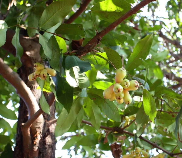 Rozenappels Boom Boomgaard Thailand — Stockfoto