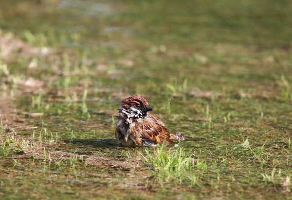 水たまりの中の若いスズメの入浴 水の中の干ばつに苦しんでいる幸せなかわいい鳥 — ストック写真