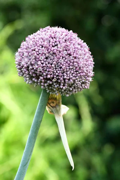 Flor Puerro Lat Allium Ampeloprasum Flor Compuesta Flor Puerro Jardín —  Fotos de Stock