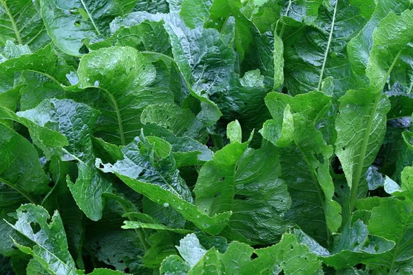 Leaves Horseradish Lat Armoracia Rusticana Syn Cochlearia Armoracia Natural Background — Stock Photo, Image