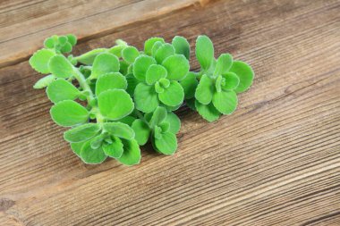 Bir sürü kızılderili borusu, Plectranthus amboinicus. Tedavi edici ve gıda bitkisi olarak kullanılır. Soğuk algınlığına karşı iyi.