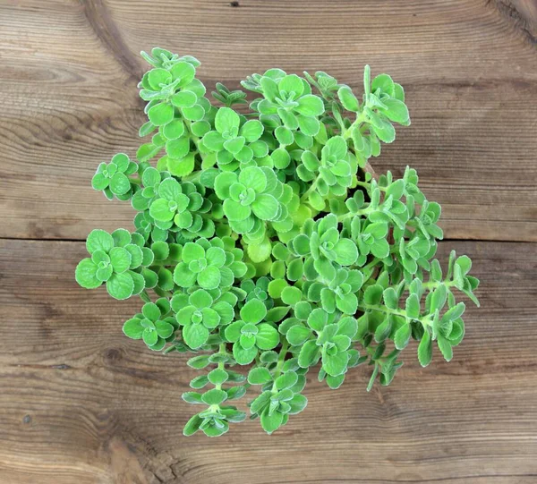 Potted Indian Borage Plectranthus Amboinicus Used Curative Food Plant Good — Stock Photo, Image