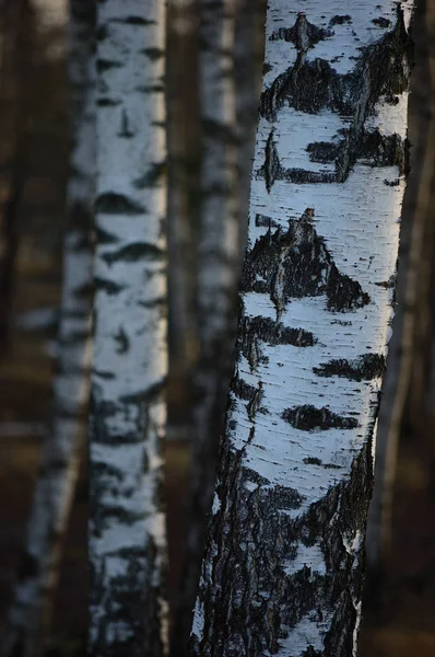 Birch Tree Grove Trunks Fondo Cerca Corteza Grandes Abedules Verticales —  Fotos de Stock
