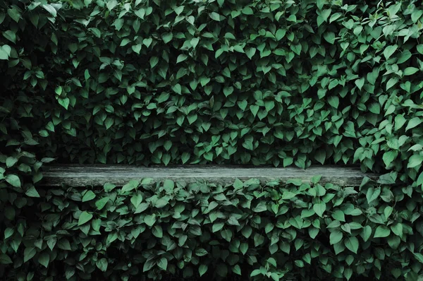 Syringa Vulgaris Obyčejné Šeříkové Rostliny Zelený List Živý Plot Pozadí — Stock fotografie