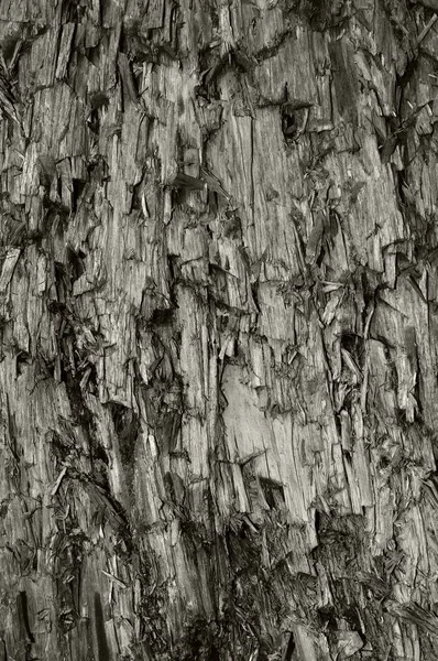 Textura Gris Envejecida Natural Del Muñón Del Árbol Del Corte — Foto de Stock