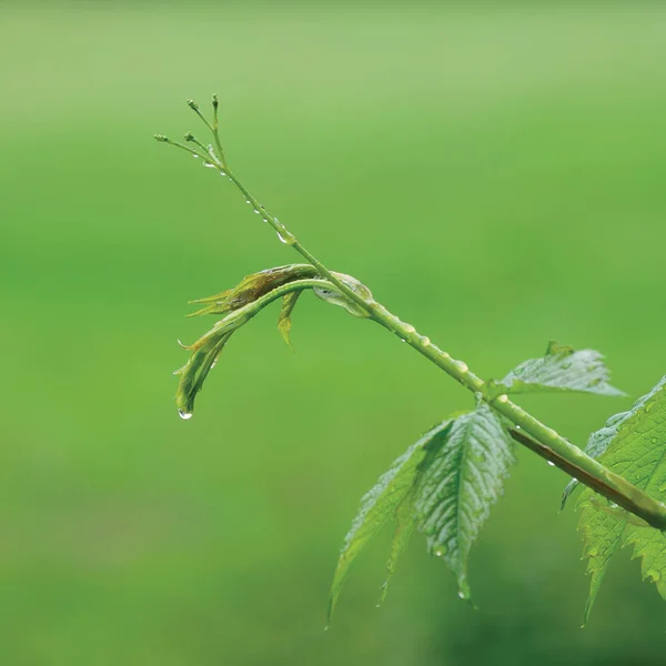 Νέα Victoria Αναρριχητικό Φυτό Βιρτζίνια Φύλλα Πρώιμη Καλοκαιρινή Βροχή Σταγόνες — Φωτογραφία Αρχείου