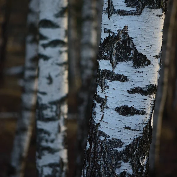 Birch Tree Grove Trunks Fondo Cerca Corteza Grandes Abedules Verticales —  Fotos de Stock