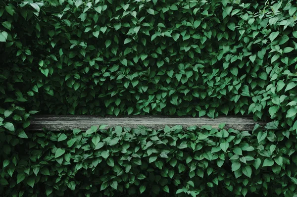 Lila Común Syringa Vulgaris Plantas Fondo Seto Hoja Verde Viejo — Foto de Stock