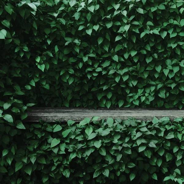 Syringa Vulgaris Обыкновенные Лиловые Растения Зеленый Листовой Хребет Фон Старый — стоковое фото