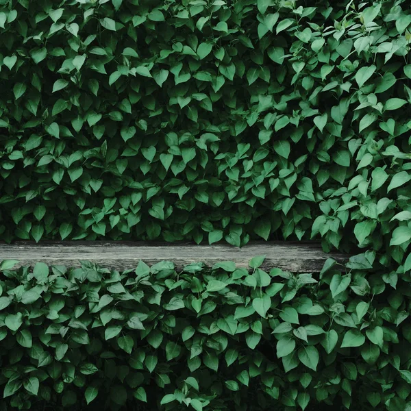 Lila Común Syringa Vulgaris Plantas Fondo Seto Hoja Verde Viejo — Foto de Stock