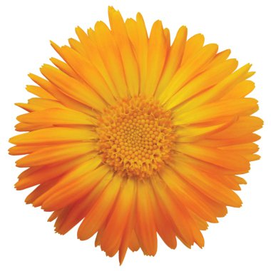 Calendula officinalis L. tek çiçek kafa, turuncu sarı altın izole ruddles ortak potu viski kadife çiçeği yaprakları, büyük detaylı önümüzdeki makro closeup, Akdeniz daisy aile bitki bitki detay studio vurdu