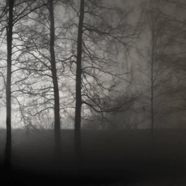 Megvilágít Meztelen Levél Nélküli Csupasz Ágak Háttérvilágítású Misty Fák Sziluettek — Stock Fotó