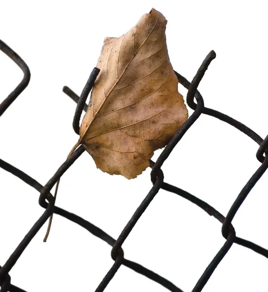 Fallen Yellow Autumn Linden Limetree Leaf Caught Rusty Wire Mesh — Stock Photo, Image