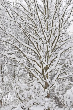 Karlı kış ağaçlar, taze yeni kar kaplı dalları blizzard kar fırtınası sonra yoğun kar yağışı sürükleniyor, birden çok ağaç dal detay, büyük detaylı dikey portre