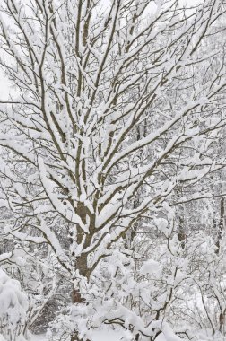 Karlı kış ağaçlar, taze yeni kar kaplı dalları blizzard kar fırtınası sonra yoğun kar yağışı sürükleniyor, birden çok ağaç dal detay, büyük detaylı dikey portre