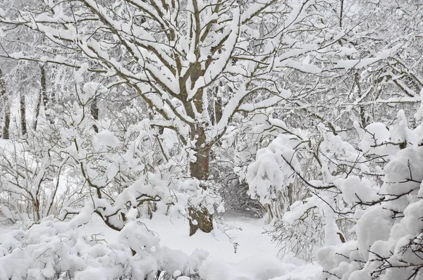 Schneebedeckte Winterbäume Frisch Verschneiter Garten Fliederfarbene Äste Nach Schneesturm Starke — Stockfoto