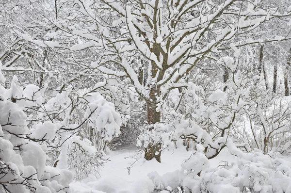 Снігові зимові дерева, свіжий новий засніжений сад, бузкові гілки після хуртовини, сильні снігопади, деталі декількох гілок дерев, великий деталізований горизонтальний крупним планом — стокове фото