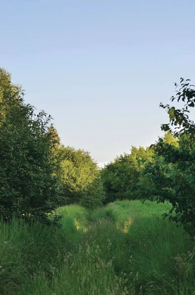Deserted Abandoned Verdant Rural Woods Country Road Trail Perspective, Vehicle Tracks in Overgrown Wild Grass And Trees, Village Tree Forest, Impassable Countryside Off-road Path, Harsh Rough Terrain Landscape, Bright Blue Summer Evening Sunset Sky