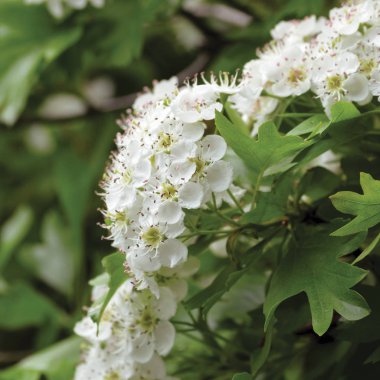 Dikey makro closeup ortak alıç crataegus bitkisinden çalı ağacı bloom, vahşi beyaz oneseed whitethorn çiçek ve çiçek başları, büyük çiçek yaprakları, ayrıntılı