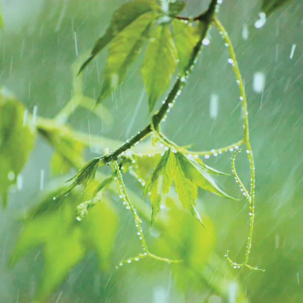 New Virginia Victoria Creeper Leaves Early Summer Rain Raindrops Wet — Stock Photo, Image