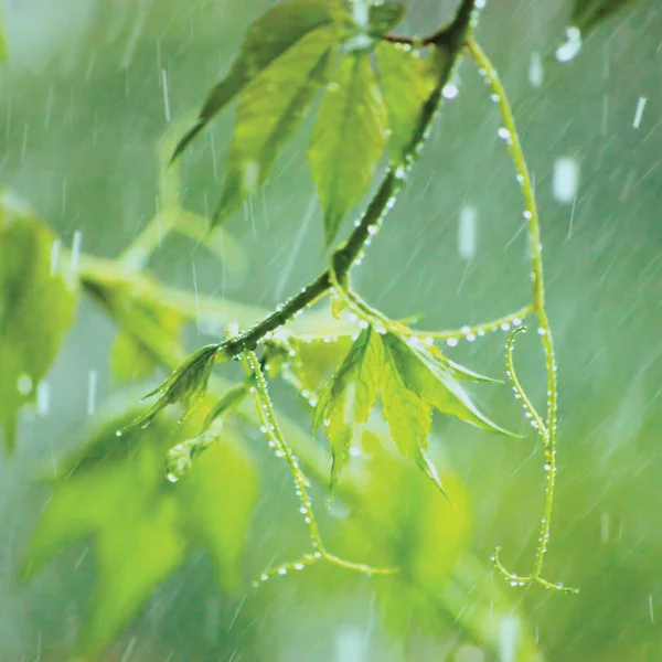 新维吉尼亚维多利亚爬行动物树叶初夏雨滴潮湿新鲜的年轻木本植物树叶雨天背景 大型细长的横向木本植物五指五指五指五指美国常春藤巨无霸 — 图库照片