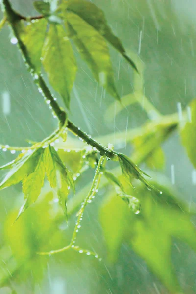 New Virginia Victoria Creeper Leaves Early Summer Rain Raindrops Wet — Photo
