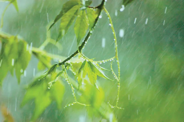 New Virginia Victoria Creeper Leaves Early Summer Rain Raindrops Wet — Stockfoto