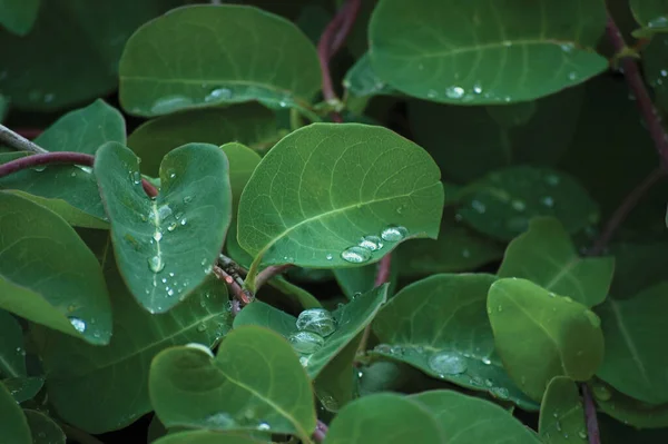 Європейські Мухи Honeysuckle Lonicera Xylosteum Periclymenum Карликовий Кущ Деревини Нові — стокове фото