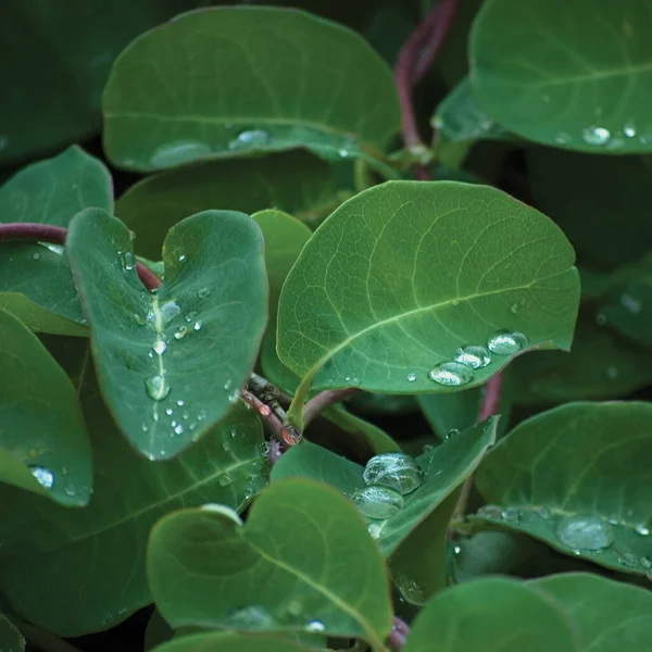 Європейські Мухи Honeysuckle Lonicera Xylosteum Periclymenum Карликовий Кущ Деревини Нові — стокове фото