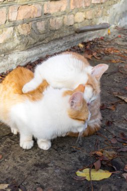 İki küçük evsiz beyaz-kırmızı kedi birbirlerini yalama