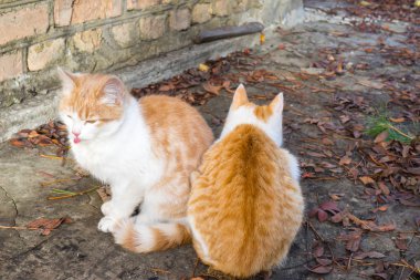 İki evsiz zencefil ve beyaz kedicik güneşlenmek birlikte