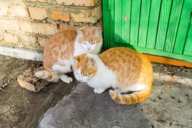 Eve yalvarıyor iki evsiz zencefil ve beyaz kedicik