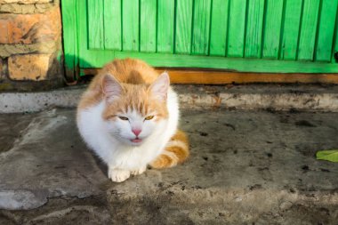 Yerde oturan ve eve yalvarıyor evsiz beyaz-kırmızı kedi yavrusu